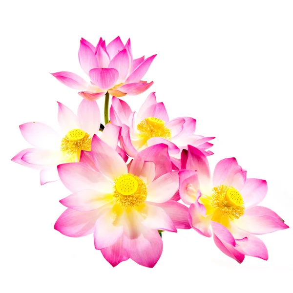 Blooming lotus flower on isolate white background. — Stock Photo, Image