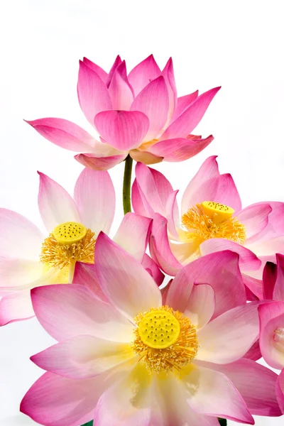 Blooming lotus flower on isolate white background. — Stock Photo, Image