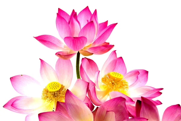 Fioritura fiore di loto su sfondo bianco isolato . — Foto Stock