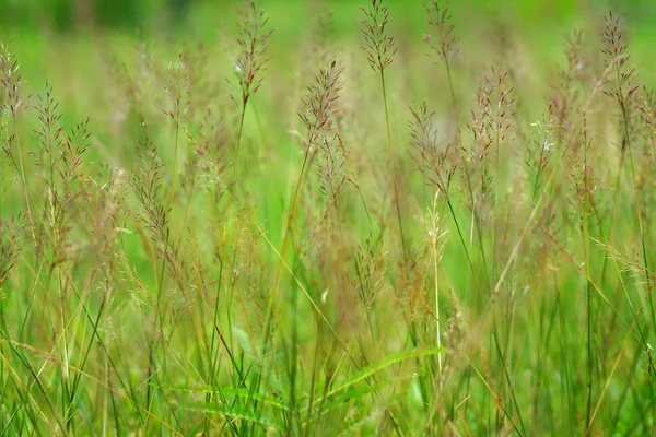 Gouden baard gras. Chrysopogon aciculatus (retz.) trin. — Stockfoto