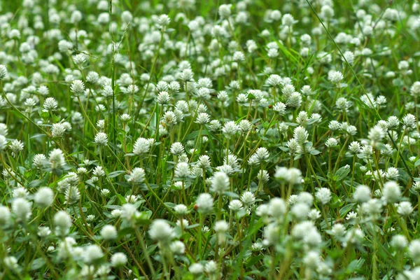 Gras im Sommer — Stockfoto