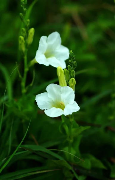 香りのよい白い花 — ストック写真