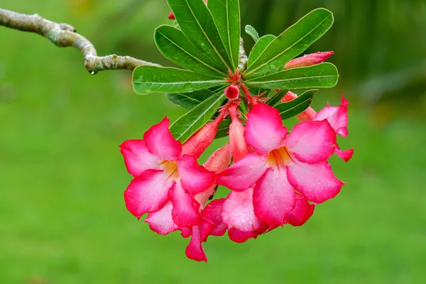 Tropisk blomma rosa adenium. Desert rose. — Stockfoto