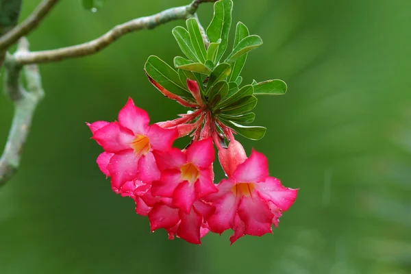 Tropical flower Pink Adenium. Desert rose. — Stock Photo, Image