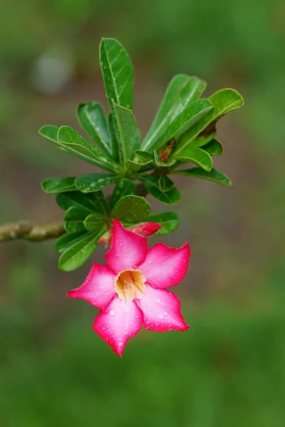 Tropical flower Pink Adenium. Desert rose. — Stock Photo, Image