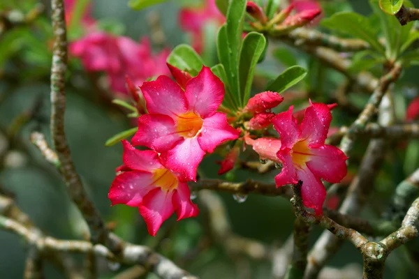 Tropical flower Pink Adenium. Desert rose. — Stock Photo, Image