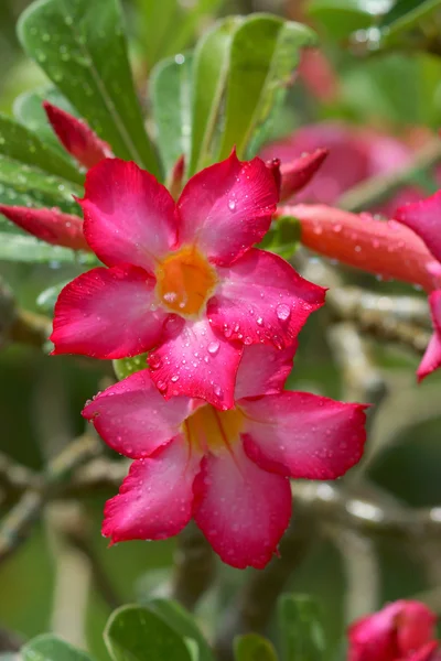 Tropická květina růžová adenium. pouštní růže. — Stock fotografie