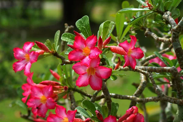 Tropical flower Pink Adenium. Desert rose. — Stock Photo, Image