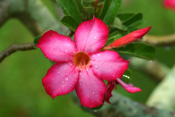 Tropische Blume rosa Adenium. Wüstenrose. — Stockfoto