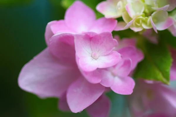 Zblízka růžové hortenzie květů — Stock fotografie