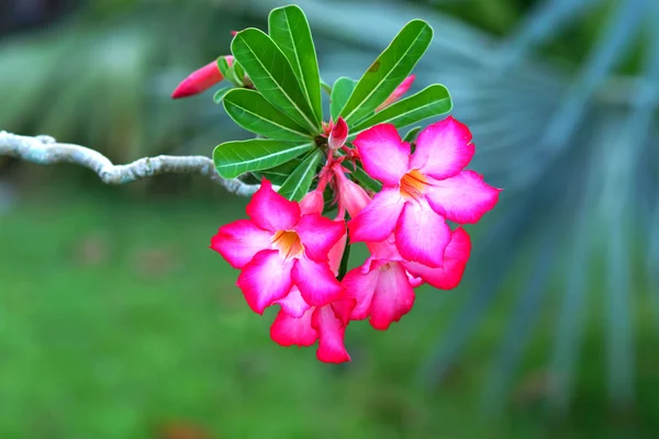 Tropical flower Pink Adenium. Desert rose. — Stock Photo, Image