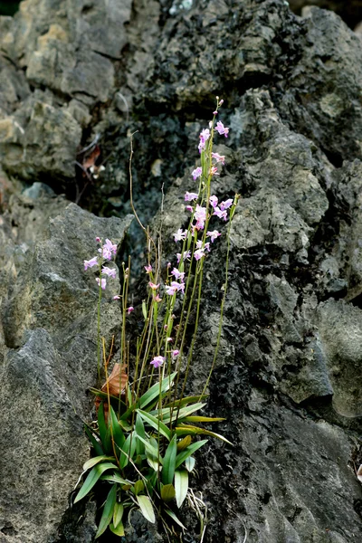 Nome selvagem da orquídea Doritis pulcherrima — Fotografia de Stock