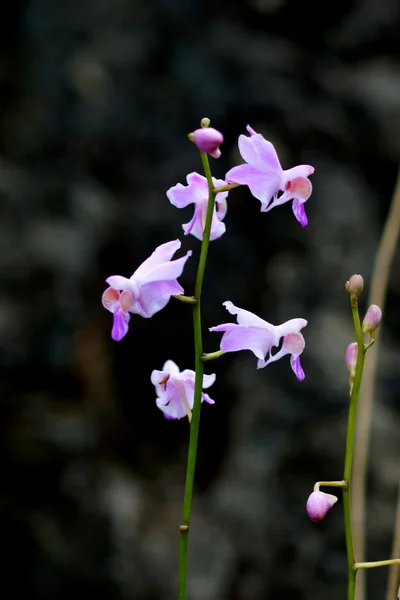 Orchid vilda namn doritis pulcherrima — Stockfoto