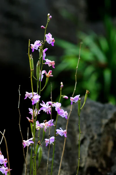 Orchid vilda namn doritis pulcherrima — Stockfoto