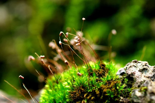 Moss bryophyta — Stockfoto