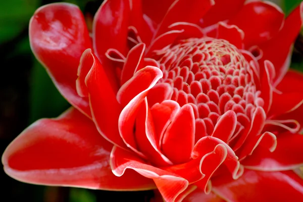 Röd blomma av etlingera palmliknande — Stockfoto