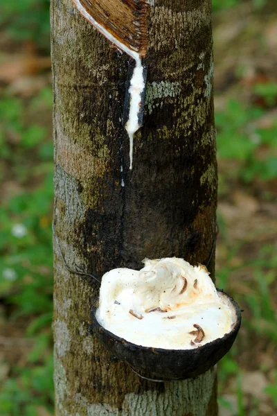 Látex leitoso extraído de seringueira (Hevea Brasiliensis) como um — Fotografia de Stock