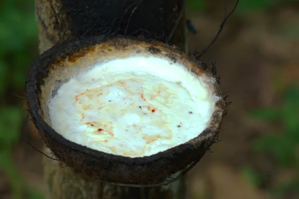 Mleczny lateks uzyskiwany z drzewa kauczukowego (hevea brasiliensis) jako — Zdjęcie stockowe