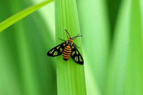 Farfalla nella foresta. — Foto Stock