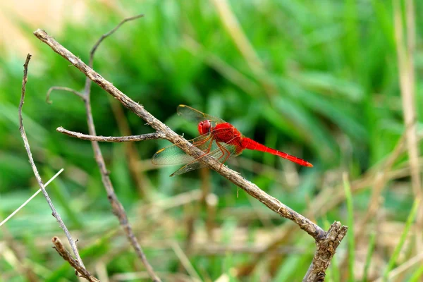 Una libélula roja . —  Fotos de Stock