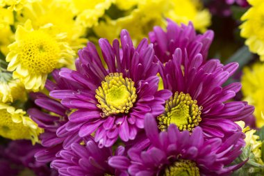 Sarı ve menekşe çiçeği Kasımpatı çiçeği (dendranthemum gr