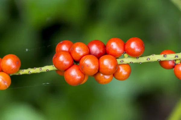 Semilla roja de palmera de abanico . — Foto de Stock