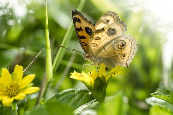 Turuncu kelebek adı sarımsı kahverengi coster (acraea violae) — Stok fotoğraf