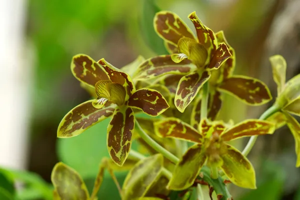 Grüne und gelbe Orchideen (grammatophyllum orchidee) — Stockfoto