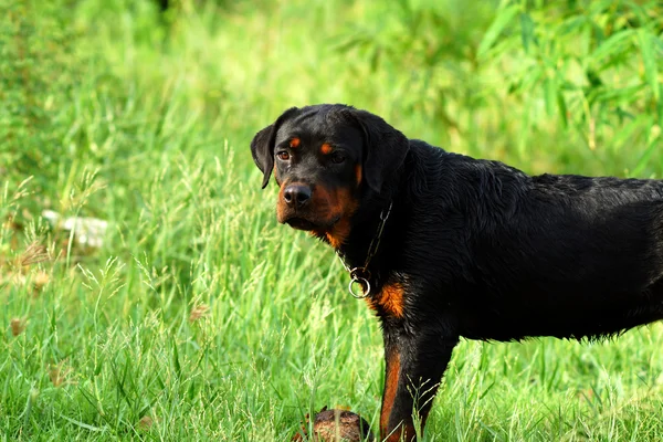 Retrato de Rottweiler en el prado — Foto de Stock