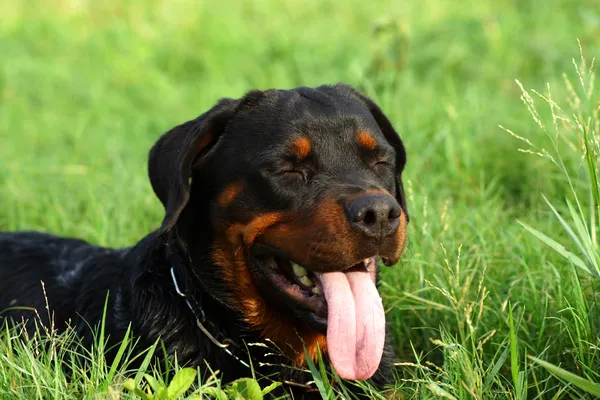 Retrato de Rottweiler en el prado — Foto de Stock
