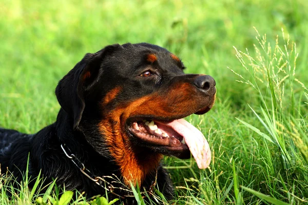 Portret ładny rottweilera na łące — Zdjęcie stockowe