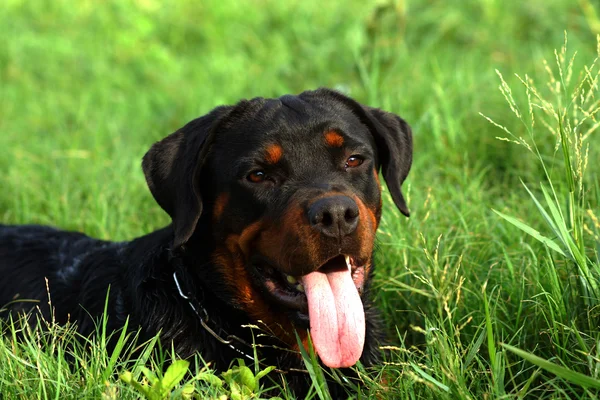 Ritratto di simpatico Rottweiler nel prato — Foto Stock