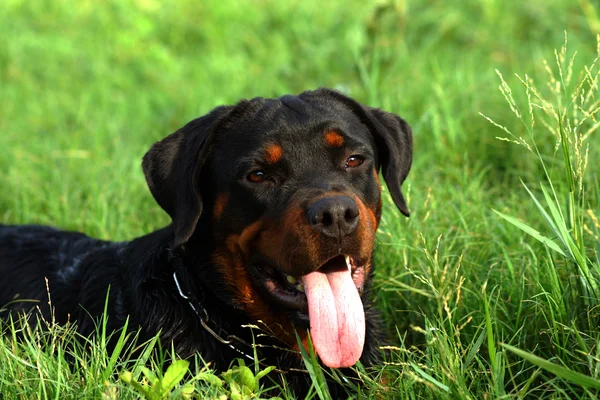 Portret ładny rottweilera na łące — Zdjęcie stockowe