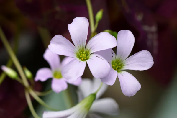 印度公园的粉红色的花。(紫叶酢浆草 sp.) — 图库照片