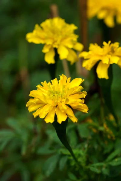 Mini caléndulas flores — Foto de Stock