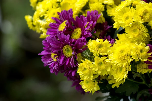 Fiore di crisantemo giallo e viola (Dendranthemum gr — Foto Stock