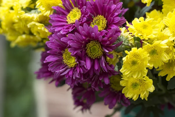 黄色和紫色的花朵菊花 （dendranthemum gr — 图库照片