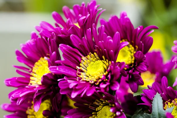 Gelbe und violette Blüten Chrysanthemenblüte (dendranthemum gr — Stockfoto