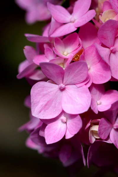 Vaaleanpunainen hortensia kukka lähikuva — kuvapankkivalokuva