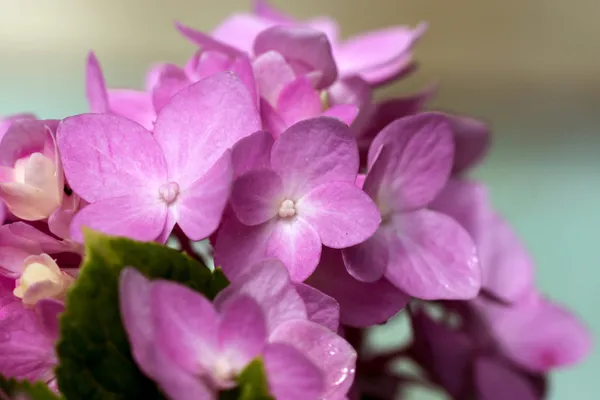 Flor de hortênsia rosa perto — Fotografia de Stock
