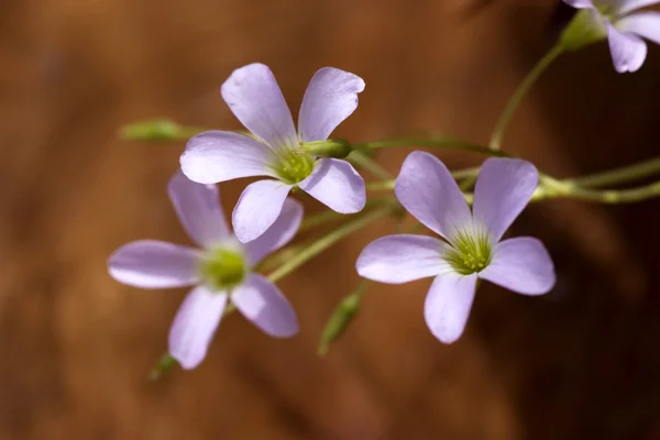 Fiore rosa del parco indiano. (Oxalis sp. .) — Foto Stock