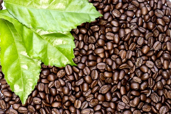 Roasted coffee beans. — Stock Photo, Image