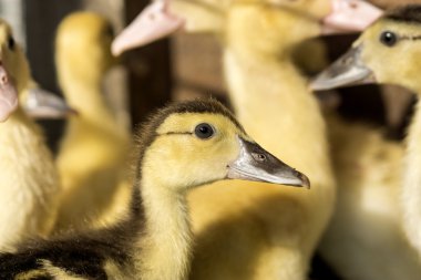 ördek yavrusu sürüleri.
