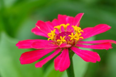 Bahçedeki zinnia çiçeği