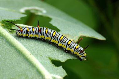 düz kaplan caterpillar bilimsel adı: danaus chrysippus chrys