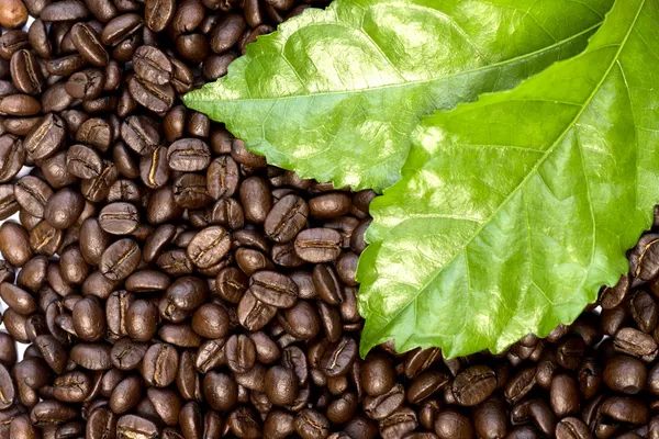 Granos de café tostados. —  Fotos de Stock