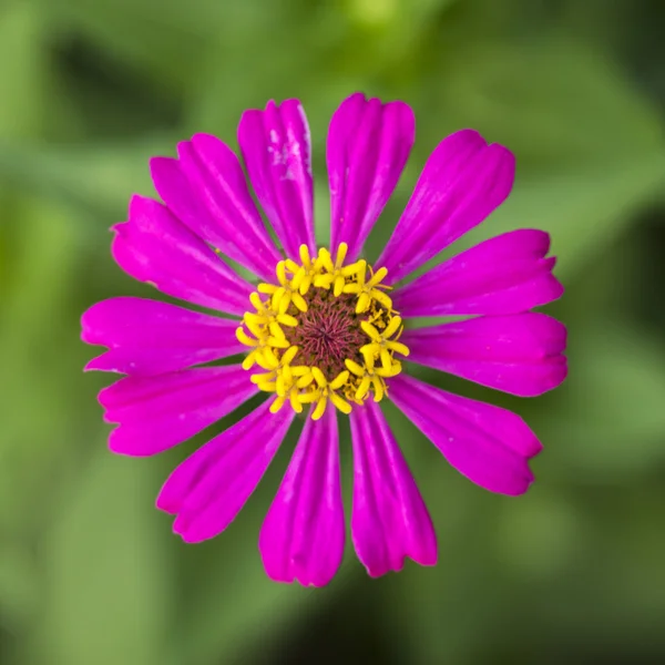 Fleurs de Zinnia — Photo