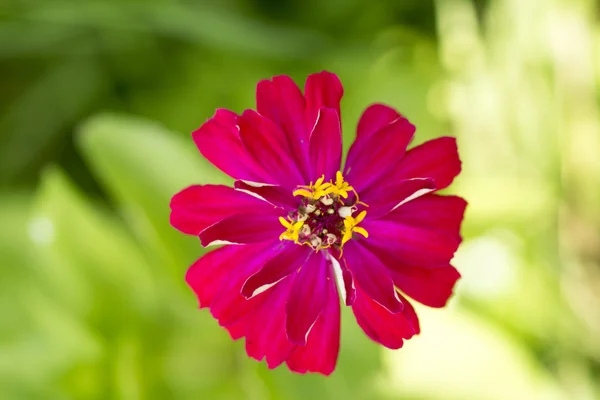 Flores de Zinnia — Foto de Stock
