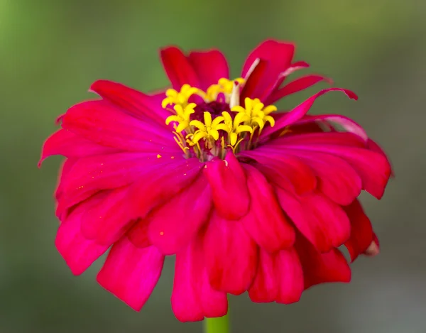 Cynia kwiaty — Zdjęcie stockowe