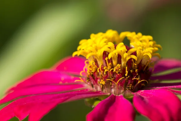 Fleurs de Zinnia — Photo